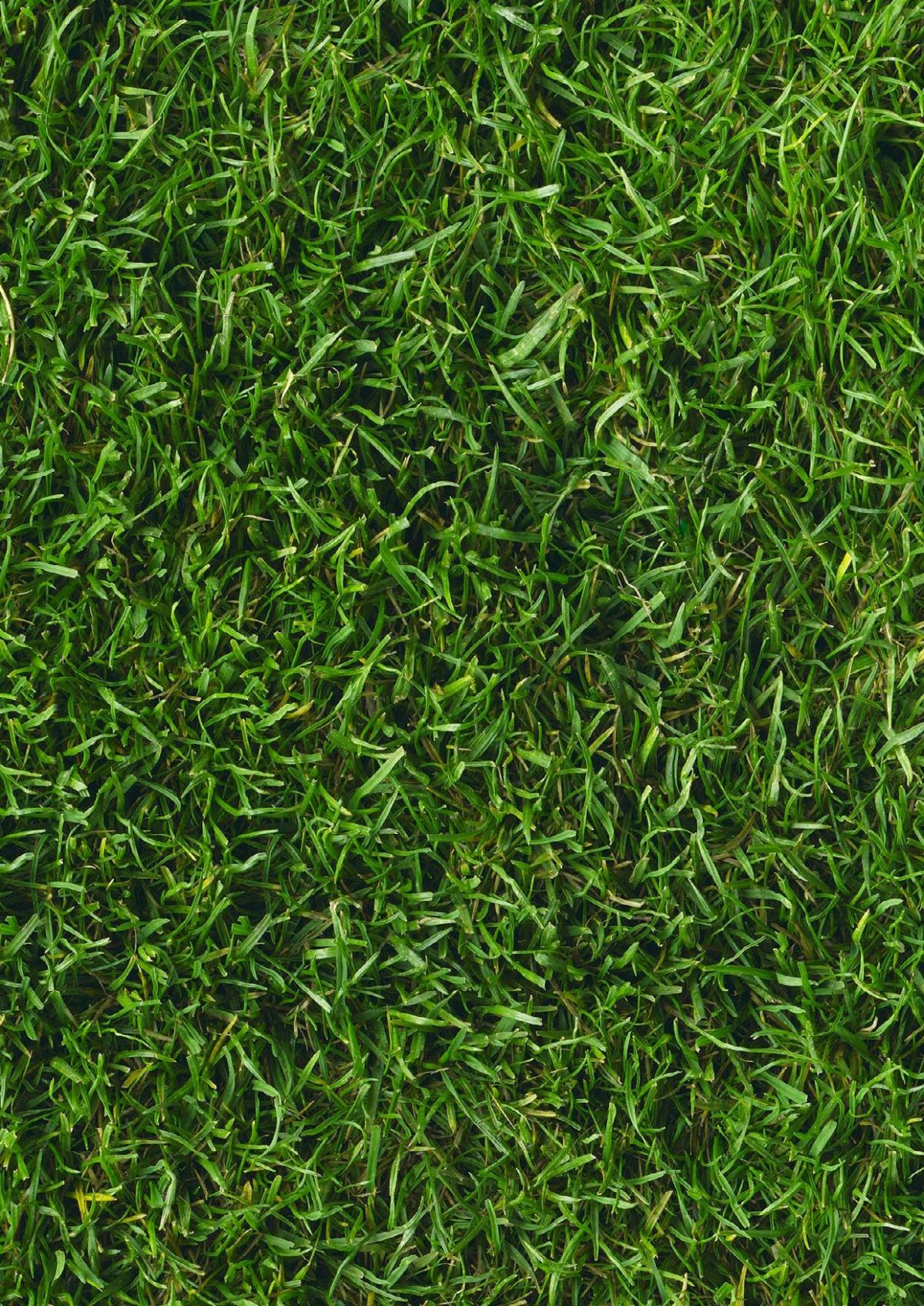 P383 Lawn