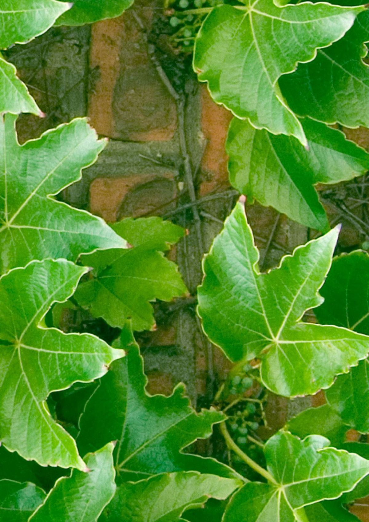 P617 Ivy