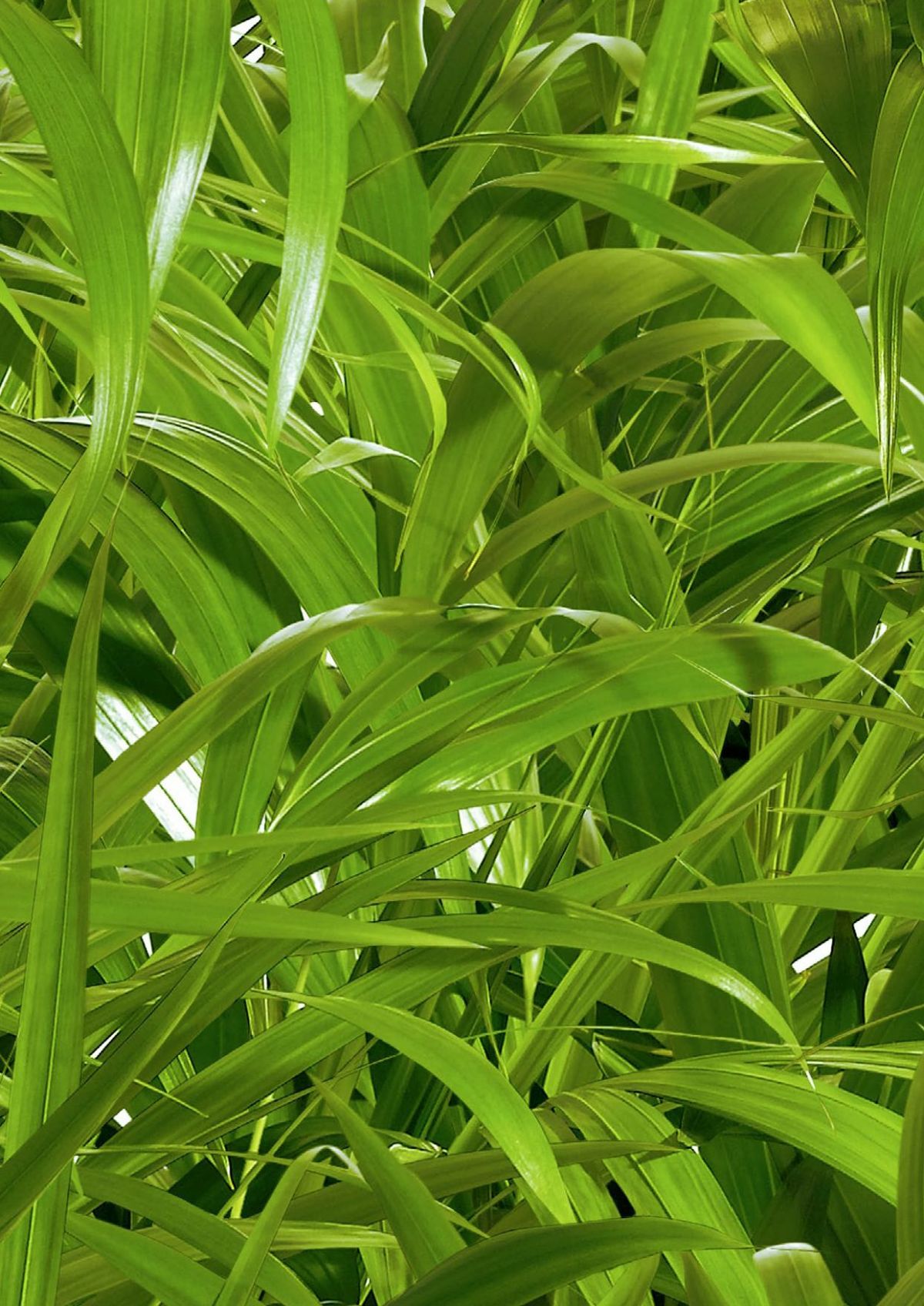 P934 Nature Crosswise