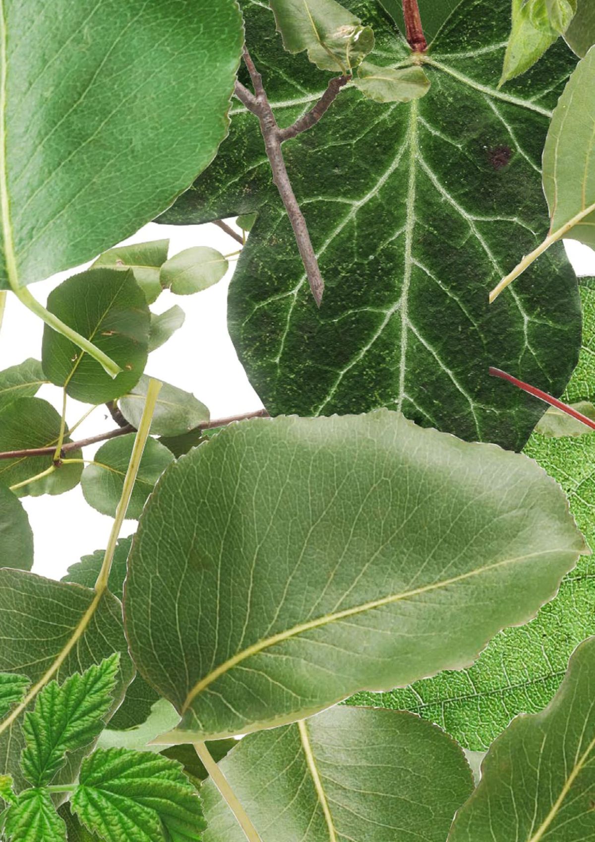 P947 Greenery