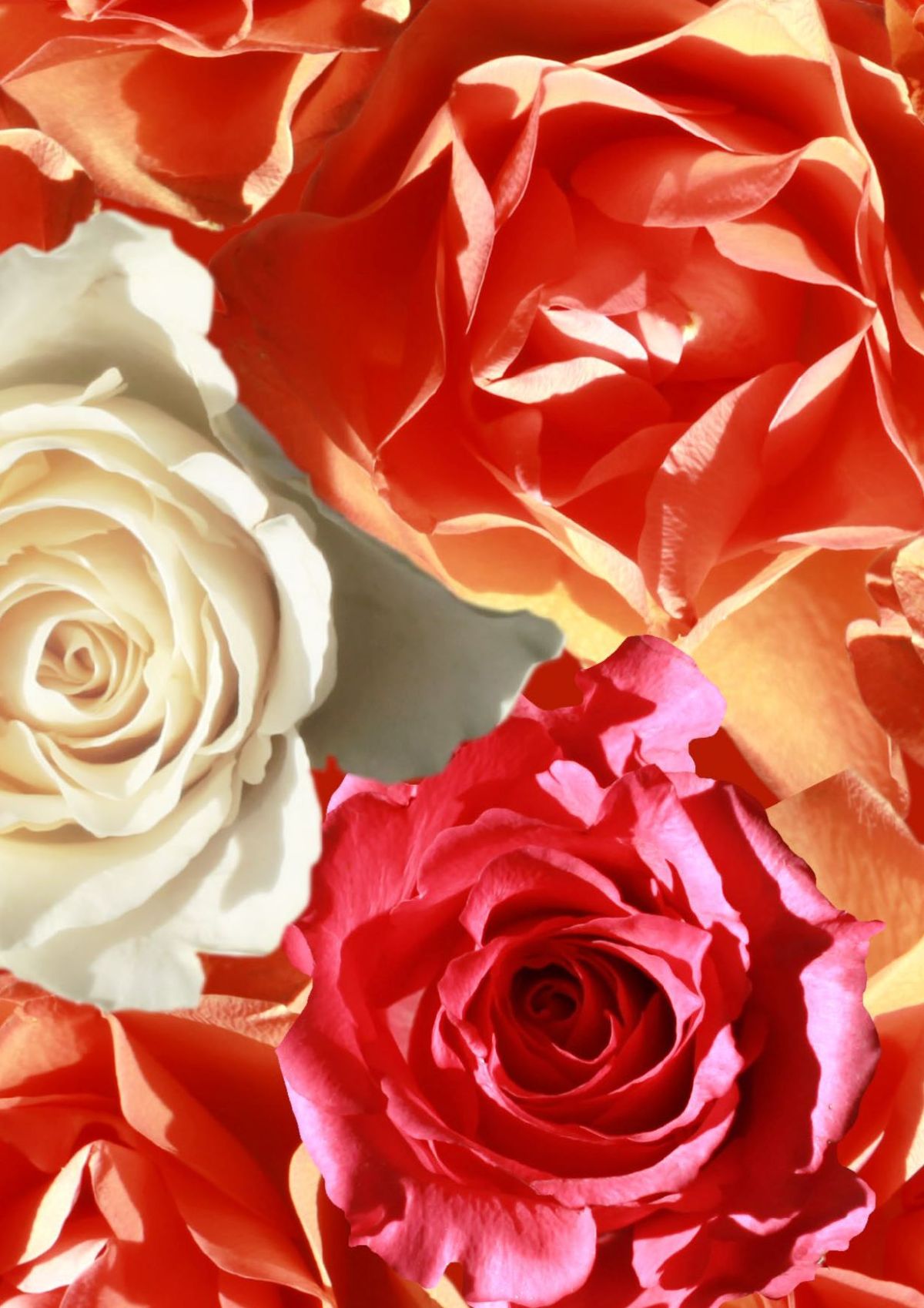 P963 Roses